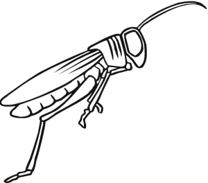 grasshopper-drawing-10-coloring-pagegif-893878